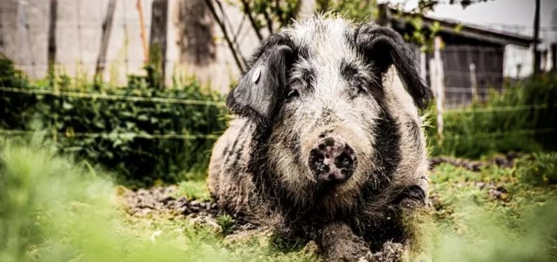 Allgäu Tiere